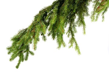 Pine branch on white background