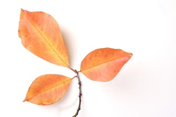 Close-up of autumn leaf - studo shot