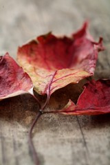 Naklejka na ściany i meble Close-up of autumn leaf - studo shot
