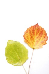 Close-up of autumn leaf - studo shot