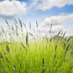 Lavender flowers photographed in england in spring against a bright blue sky a