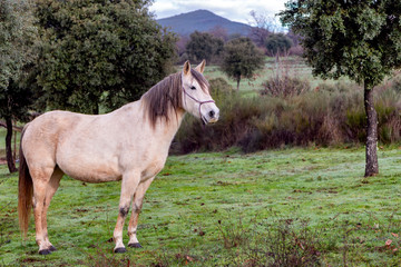 Beautiful light gray horse mare standing in natural environment.