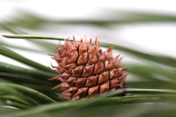 Pine branch on white background