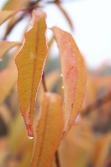 Autumn colors in the forest