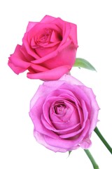 Fototapeta premium Close-up of pink rose on white background