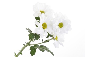 Photo of beautiful flowers