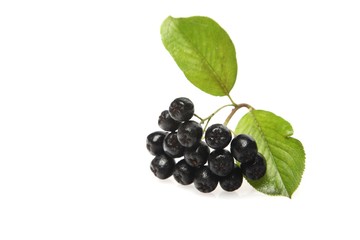 Black chokeberry on white background