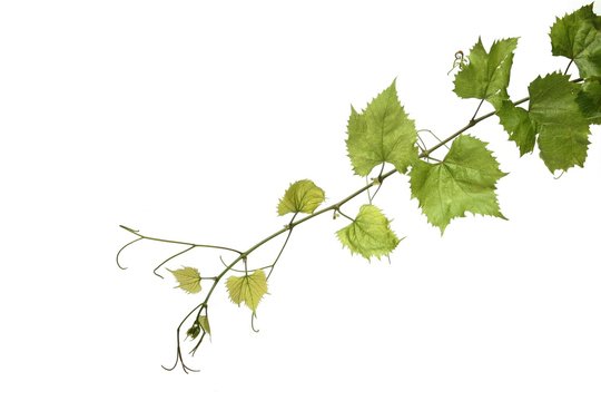 Grapes leafs on white background