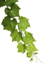 Grapes leafs on white background