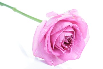 Rose on white background - close-up