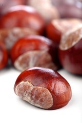 Chestnut on white background - studio shot