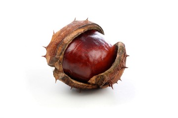 Chestnut on white background - studio shot