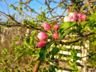 Spring flowers on fruit trees. natural background