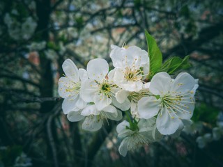 Spring flowers on fruit trees. natural background