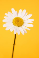 Camomile on yellow background