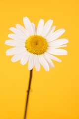 Naklejka premium Camomile on yellow background
