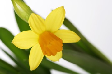 Yellow daffodils on a white background