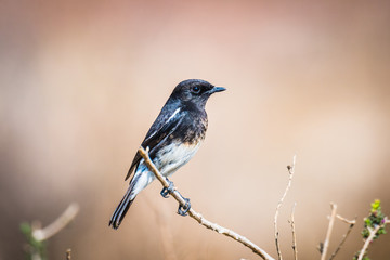 Pied Bushchat perched