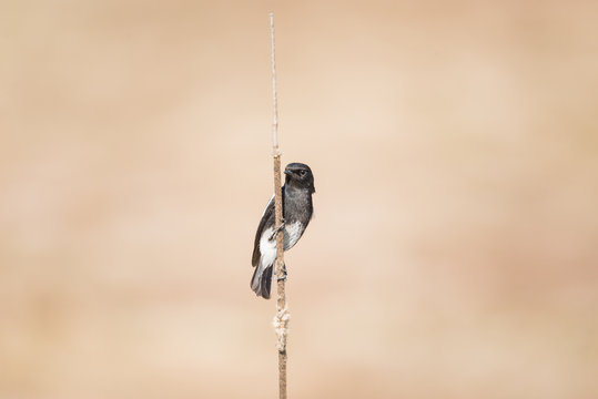 Pied Bushchat perched