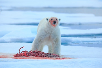 Bloody nature. Polar bear on the ice. Surfacing dangerous polar bear in ice with seal carcass. Wildlife from Arctic nature. Blood scene with red blood skeleton of seal.