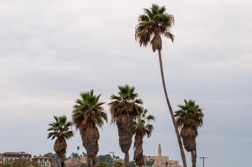 Fototapeta na wymiar Palm trees in the grey sky