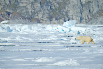 Dangerous bear sitting on the ice, beautiful blue sky. Polar bear on drift ice edge with snow and water in Norway sea. White animal in the nature habitat, Europe. Wildlife scene from nature. © ondrejprosicky