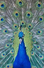 Obraz premium Peacock with feathers out