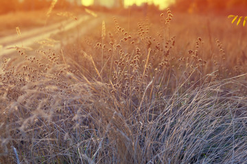 dried autumn grass near urban houses on a sunset background.