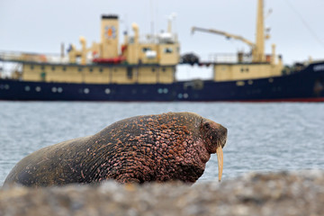 Walrus on the sand beach. Detail portrait of Walrus with big white tusk, Odobenus rosmarus, big...