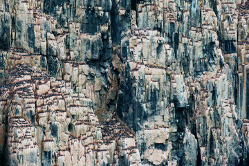 Bird colony in Alkefjellet. Brunnich's Guillemot, Uria lomvia, white birds with black heads sitting on orange stone, Svalbard, Norway. Beautiful rock with bird, Arctic wildlife.
