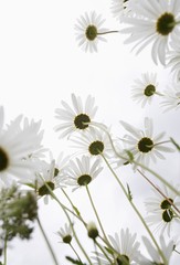 White daisy flowers 