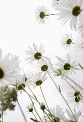 Printed roller blinds White White daisy flowers 