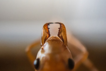 Selective focus on a weaver ant's (Oecophylla smaragdina) mandibles, close up.