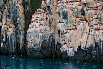 Bird colony in Alkefjellet. Brunnich's Guillemot, Uria lomvia, white birds with black heads sitting on orange stone, Svalbard, Norway. Beautiful rock with bird, Arctic wildlife.