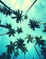 Tropische palmbomen
