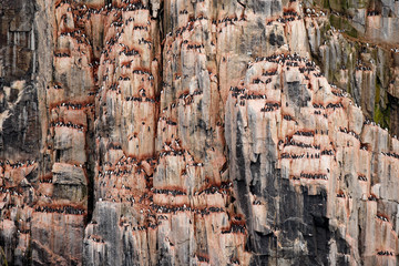 Bird colony in Alkefjellet. Brunnich's Guillemot, Uria lomvia, white birds with black heads sitting on orange stone, Svalbard, Norway. Beautiful rock with bird, Arctic wildlife.