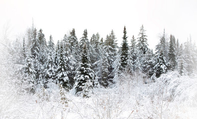 Trees in the forest covered with snow on a winter day in Canada