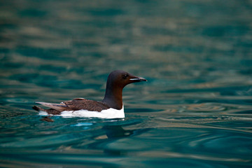 Bird colony in Alkefjellet. Brunnich's Guillemot, Uria lomvia, white birds with black heads sitting on orange stone, Svalbard, Norway. Beautiful rock with bird, Arctic wildlife.