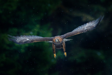 Golden eagle flying above the blooming meadow. Bird hunter in nature habitat, Poland. Bird of prey in flight with open wings.