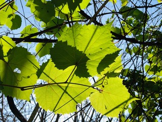 Green grape leaves in a Sunny Garden