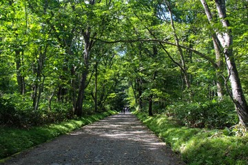 Fototapeta premium 【日本】参道の杉並木