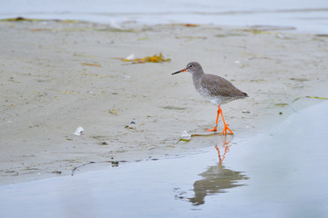 Rotschenkel an der Ostsee bei der Futtersuche