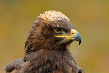 Steppe Eagle, Aquila nipalensis, sitting on the meadow, forest in background. Wildlife scene from nature. Detail portrait of eagle. Bird in the grass.