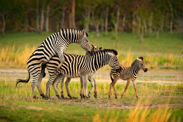 Zebra family mating. Zebra sunset with trees. Plains zebra, Equus quagga, in the grassy nature...