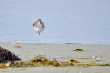 Rotschenkel an der Ostsee bei der Futtersuche