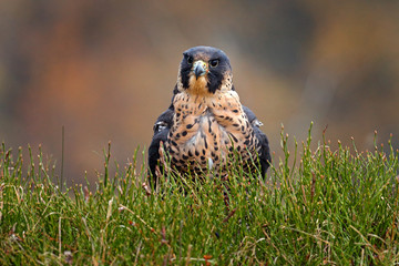 Flight of Peregrine Falcon. Bird of prey with open wings. White light sky in background. Action...