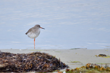 Rotschenkel an der Ostsee bei der Futtersuche