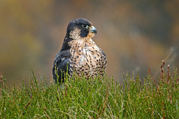 Flight of Peregrine Falcon. Bird of prey with open wings. White light sky in background. Action scene in the nature habitat, Germany. Wildlife scene from nature. Wild bird in the forest, Germany.