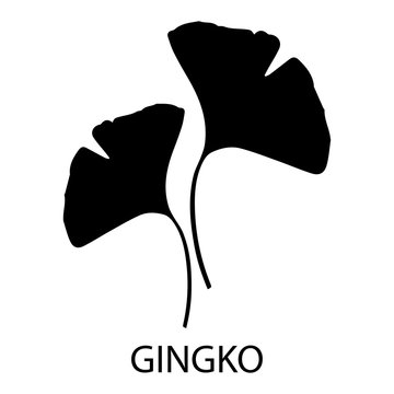 gingko tree.  A gymnosperm relict plant called a "living fossil". The sacred "tree of life, hope and love". Vector illustration in simple style isolated.
