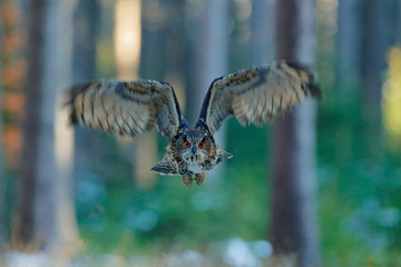 Eagle Owl, Bubo bubo, with open wings in face flight, winter forest habitat in background, white trees. Wildlife scene from nature forest, Germany. Bird in fly, owl behaviour. Forest owl in fly.